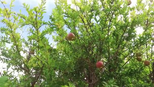 Granatapfel Vom Baum Pflücken Spanien — Stockvideo