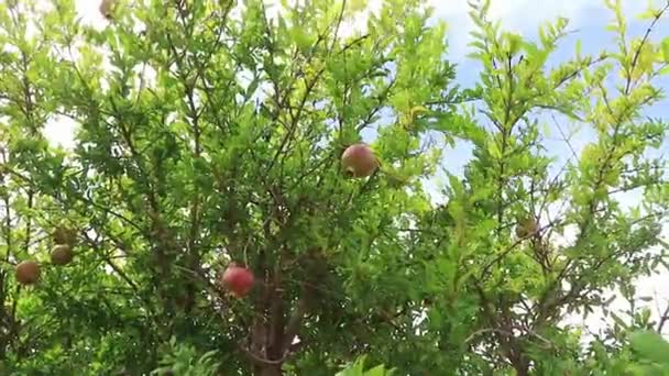 Zbieranie Granatów Drzewa Hiszpanii — Wideo stockowe