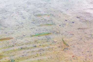 Plitvice Lakes Ulusal Parkı Hırvatistan 'da turkuaz sularda sular altında.