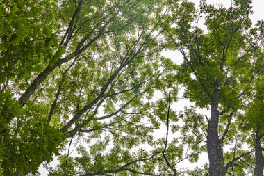 Ağaç tepeleri ve bulutlu gökyüzünün altında Plitvice Gölleri Ulusal Parkı Hırvatistan.