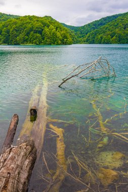 Hırvatistan 'da sualtı turkuvaz gölleri Plitvice Gölleri Ulusal Parkı' nda ölü ağaçlar yatıyor.
