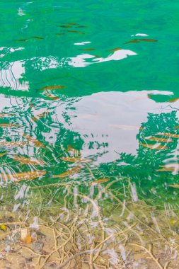 Plitvice Lakes Ulusal Parkı Hırvatistan 'da turkuaz sularda sular altında.