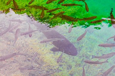 Plitvice Lakes Ulusal Parkı Hırvatistan 'da turkuaz sularda sular altında.