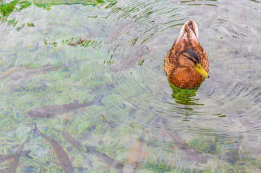 Hırvatistan 'daki Plitvice Gölleri Ulusal Parkı' nın turkuaz sularında ördek gibi hayvanlar balık tutuyor.