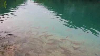 Turkuaz su Plitvice Gölleri Ulusal Parkı Hırvatistan 'da balıklar besleniyor.