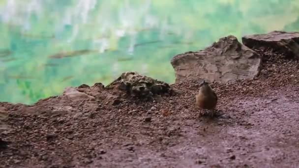 Vogel Vangt Voedsel Turkoois Water Nationaal Park Plitvice Meren Kroatië — Stockvideo