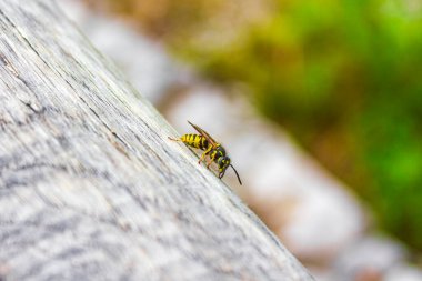 Eşek arısının tahta kirişe tırmanması Hırvatistan 'da siyah ve sarı böcekler bal arıları.
