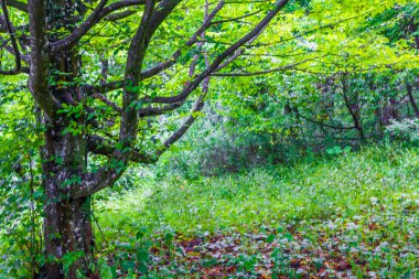 Hırvatistan 'daki Plitvice Gölleri Ulusal Parkı ormanında büyük bir ağaç var..
