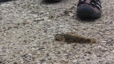 Hırvatistan 'ın taş zemininde canlı canlı balık avlandı.