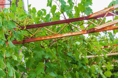 Novi Vinodolski Hırvatistan 'ının çatısı boyunca üzüm bağları büyüyor.