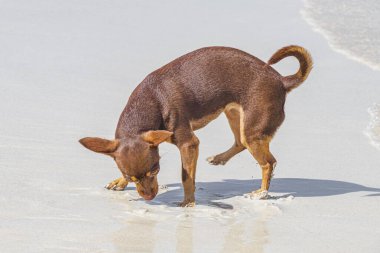 Playa del Carmen Meksika sahilinde Meksikalı kahverengi Chihuahua köpeği..