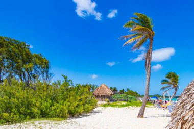 Playa del Carmen Meksika 'da palmiye ağacı ve kulübesi olan 88 numaralı tropik doğal Meksika plajı..