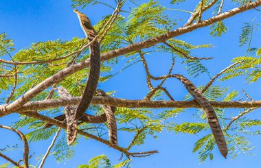 Poinciana ağacındaki tohumlar Playa del Carmen Meksika 'da mavi gökyüzü.