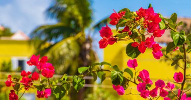 Bougainvillea pembe çiçekleri ve arka planda palmiye ağaçları olan çiçekleri Playa del Carmen Meksika 'da.