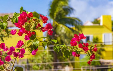 Bougainvillea pembe çiçekleri ve arka planda palmiye ağaçları olan çiçekleri Playa del Carmen Meksika 'da.