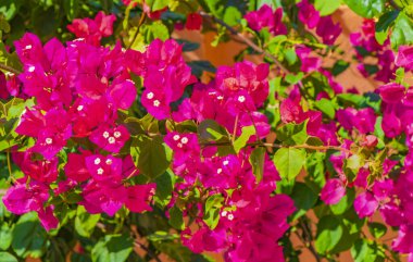 Bougainvillea Pembe çiçekleri ve çiçekleri Playa del Carmen Meksika 'da ağaçlarda.