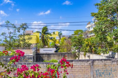 Bougainvillea pembe çiçekleri ve arka planda palmiye ağaçları olan çiçekleri Playa del Carmen Meksika 'da.