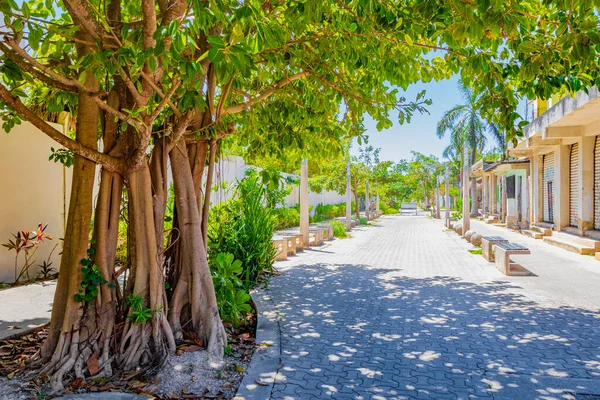 Gran Árbol Tropical Enorme Pasarelas Peatonales Naturales Playa Del Carmen — Foto de Stock