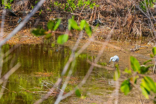 Bird Watching Pond River Playa Del Carmen Mexico — Stock Photo, Image