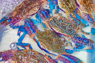 Deniz mahsulleri canlı yengeçler istiridye ve ıstakoz Çin 'in Bangkok kentinde Tayland market yemekleri.