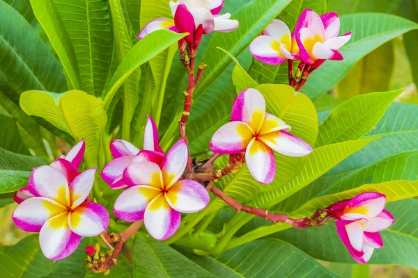 Plumeria Ροζ Και Κίτρινα Λουλούδια Πράσινο Φόντο Φυτό Στην Ταϊλάνδη — Φωτογραφία Αρχείου