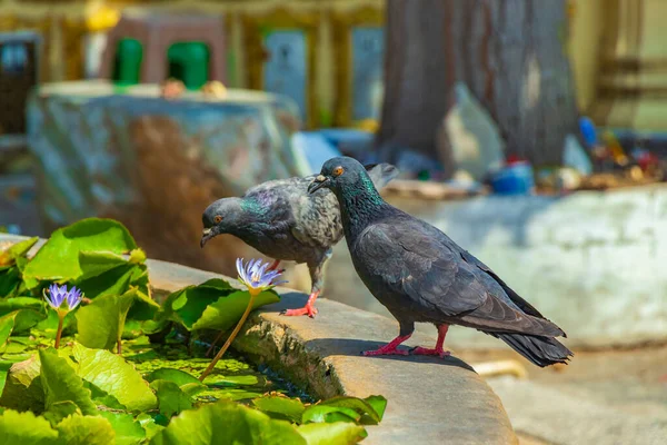 Pigeons Drinking Water Colorful Wat Don Mueang Phra Arramluang Buddhist — Stock Photo, Image