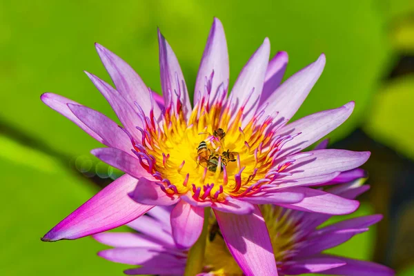 Api Ottengono Nettare Una Bellissima Ninfee Gialla Viola Bangkok Thailandia — Foto Stock