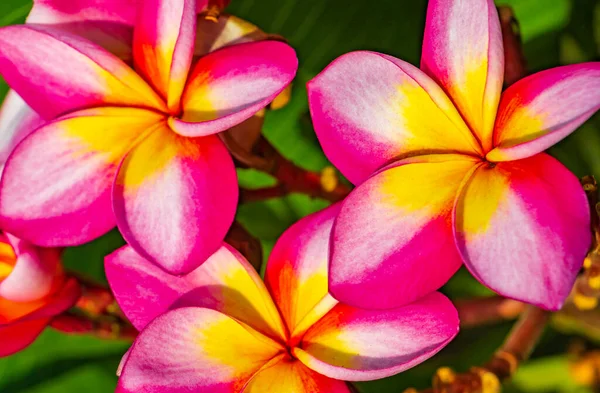 Plumeria Ροζ Και Κίτρινα Λουλούδια Πράσινο Φόντο Φυτό Στην Ταϊλάνδη — Φωτογραφία Αρχείου