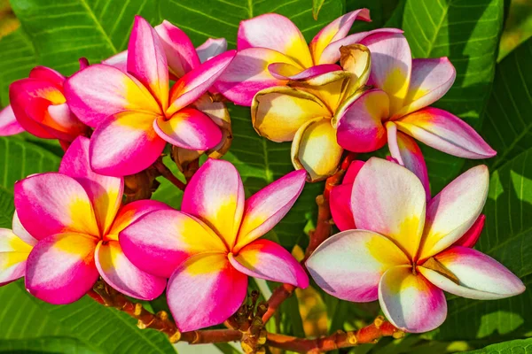 タイの緑の植物の背景を持つプルメリアピンクと黄色の花 — ストック写真