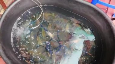 Deniz ürünleri canlı yengeçler kabuklu deniz hayvanları Tayland pazarı Çin kenti Bangkok.