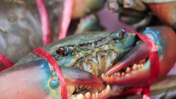 Seafood Live Crabs Shellfish Crustaceans Thai Market China Town Bangkok — Stock Video