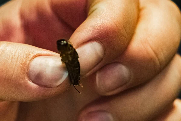 Ekelhaftes Thailändisches Essen Und Verkauf Von Insekten Zum Verzehr Der — Stockfoto