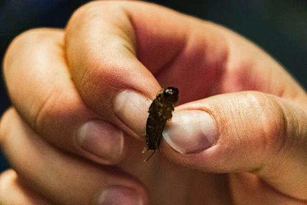 Ekelhaftes Thailändisches Essen Und Verkauf Von Insekten Zum Verzehr Der — Stockfoto