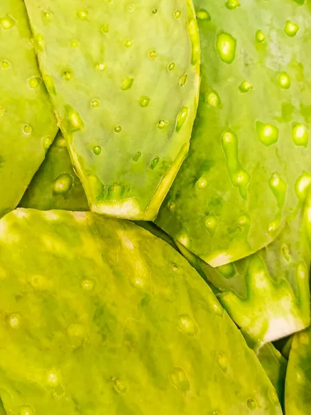 Mexican Cactus Food Eat Supermarket Playa Del Carmen Mexico Green — Stock Photo, Image