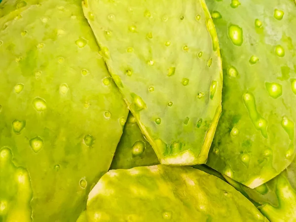 スーパーマーケットで食べる食べ物のためのメキシコのサボテンプラヤデルカルメンメキシコの緑のテクスチャ — ストック写真