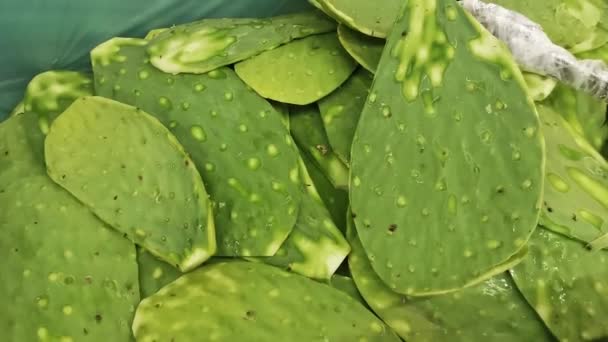 Mexican Food Sliced Cactus Eat Supermarket Mexico Green Texture — Stock Video