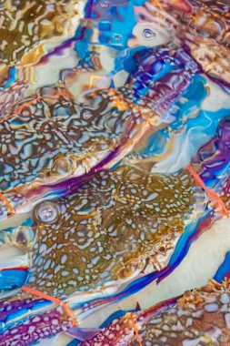 Deniz mahsulleri canlı yengeçler istiridye ve ıstakoz Çin 'in Bangkok kentinde Tayland market yemekleri.