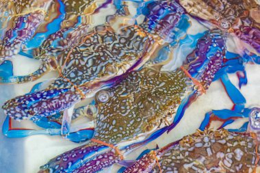 Deniz mahsulleri canlı yengeçler istiridye ve ıstakoz Çin 'in Bangkok kentinde Tayland market yemekleri.