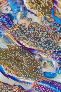 Deniz mahsulleri canlı yengeçler istiridye ve ıstakoz Çin 'in Bangkok kentinde Tayland market yemekleri.