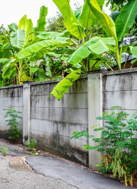 Tayland 'da Bangkok' ta duvarların arkasında tropik orman dschungel doğası.