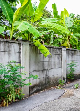 Tayland 'da Bangkok' ta duvarların arkasında tropik orman dschungel doğası.