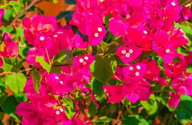 Bougainvillea Pembe çiçekleri ve çiçekleri Playa del Carmen Meksika 'da ağaçlarda.