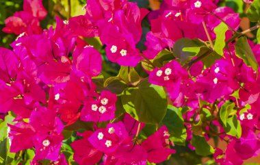 Bougainvillea Pembe çiçekleri ve çiçekleri Playa del Carmen Meksika 'da ağaçlarda.