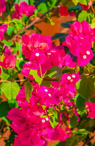 Μπουκαμβίλια Ροζ Λουλούδια Και Άνθη Δέντρα Στην Playa Del Carmen — Φωτογραφία Αρχείου