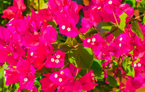 Bougainvillea Flores Rosa Flores Árvores Playa Del Carmen México — Fotografia de Stock