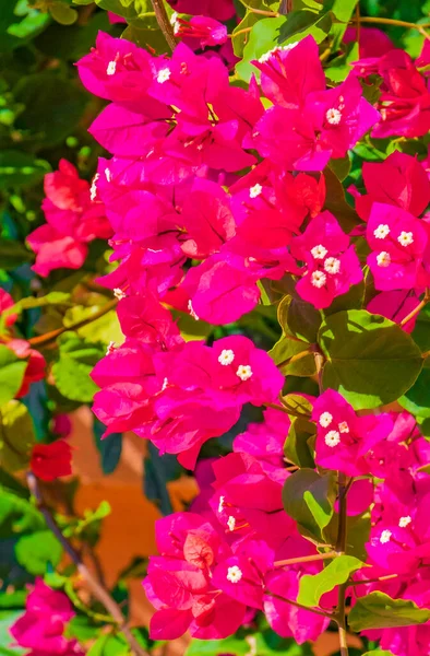Μπουκαμβίλια Ροζ Λουλούδια Και Άνθη Δέντρα Στην Playa Del Carmen — Φωτογραφία Αρχείου