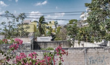 Bougainvillea pembe çiçekleri ve arka planda palmiye ağaçları olan çiçekleri Playa del Carmen Meksika 'da.