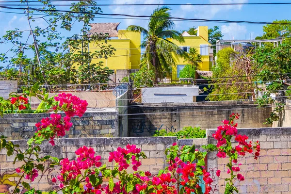 Bougainvillea Flores Color Rosa Flores Con Palmeras Fondo Playa Del — Foto de Stock