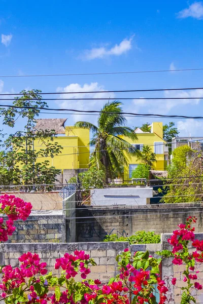 Bougainvillea Roze Bloemen Bloesems Met Palmbomen Achtergrond Playa Del Carmen — Stockfoto