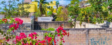 Bougainvillea pembe çiçekleri ve arka planda palmiye ağaçları olan çiçekleri Playa del Carmen Meksika 'da.